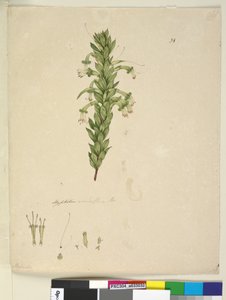 Pagina 31. Styphelia viridiflora, c.1803-06 door John William Lewin